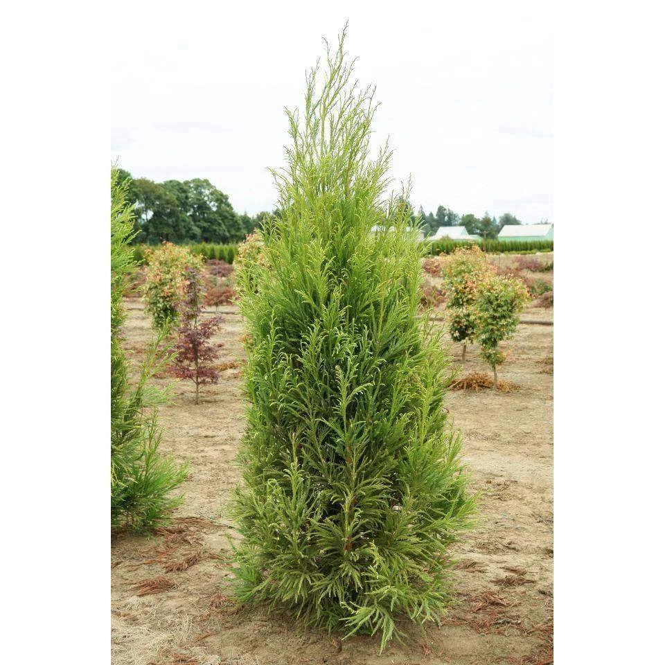 Bay Gardens Privacy Plants Cryptomeria Japonica 'Yoshino' 6 Bay Gardens Privacy Plants Cryptomeria Japonica 'Yoshino'