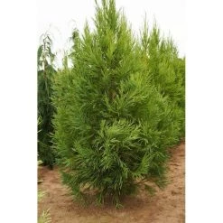 Bay Gardens Privacy Plants Cryptomeria Japonica 'Yoshino' 9 Bay Gardens Privacy Plants Cryptomeria Japonica 'Yoshino'