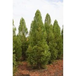 Bay Gardens Privacy Plants Cryptomeria Japonica 'Yoshino'