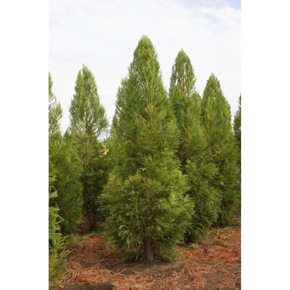 Bay Gardens Privacy Plants Cryptomeria Japonica 'Yoshino' 4 Bay Gardens Privacy Plants Cryptomeria Japonica 'Yoshino'