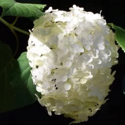 Bay Gardens NY Hydrangea Arborescens 'Incrediball' Flowering Shrubs