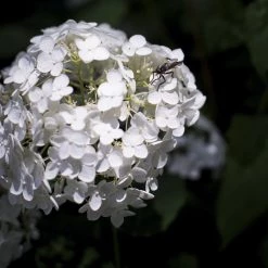 Bay Gardens NY Hydrangea Arborescens 'Annabelle' Flowering Shrubs