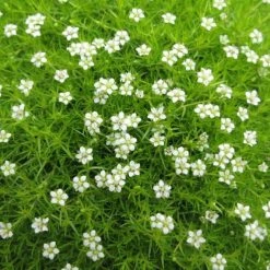 Bay Gardens Irish Moss