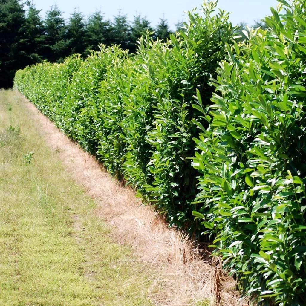 Bay Gardens Laurel 'Mariblon' 12 Bay Gardens Laurel 'Mariblon'