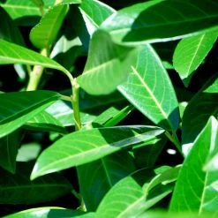 Bay Gardens Laurel 'Mariblon' 24 Bay Gardens Laurel 'Mariblon'