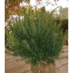 Bay Gardens Yew 'Hatfield Upright'