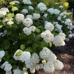 Bay Gardens NY Hydrangea Arborescens 'Incrediball' Flowering Shrubs