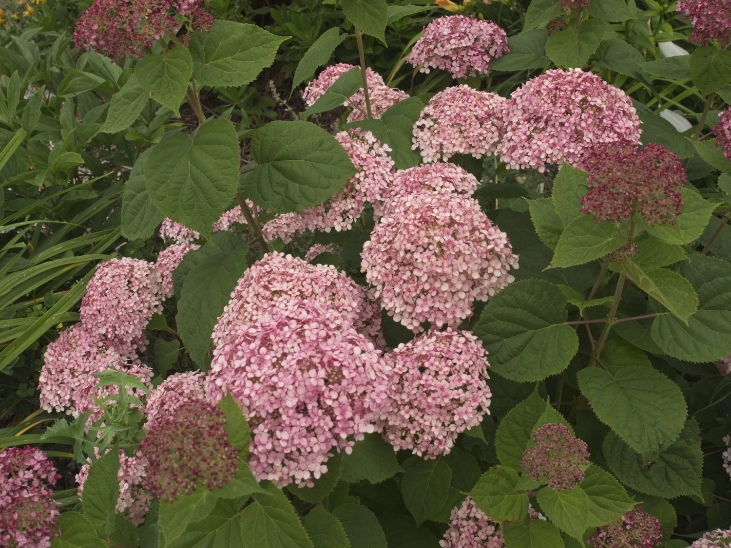 Bay Gardens NY Hydrangea Arborescens 'Incrediball® Blush 5 Bay Gardens NY Hydrangea Arborescens 'Incrediball® Blush