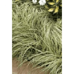 Bay Gardens Deer Resistant Plants Grass 'Carex Oshimensis Evergold'