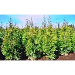 Bay Gardens NY Arborvitae 'Green Giant' Privacy Plants