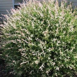 Bay Gardens NY Deer Resistant Plants Willow-Salix Integra 'Hakuro Nishiki'