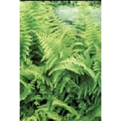 Bay Gardens Fern 'Dennstaedtia Punctilobula (Hayscented)' Deer Resistant Plants