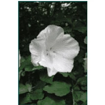 Bay Gardens NY Hibiscus Syriacus 'Diana' (Rose Of Sharon)