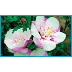 Bay Gardens NY Hibiscus Syriacus First Editions® 'Fiji' (Rose Of Sharon) Flowering Shrubs 11 Bay Gardens NY Hibiscus Syriacus First Editions® 'Fiji' (Rose Of Sharon) Flowering Shrubs