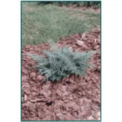 Bay Gardens NY Evergreen Shrubs Juniper 'Angelica Blue'