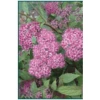 Bay Gardens NY Deer Resistant Plants Spirea X Bumalda 'Anthony Waterer'