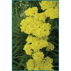 Bay Gardens NY Achillea X 'Moonshine'