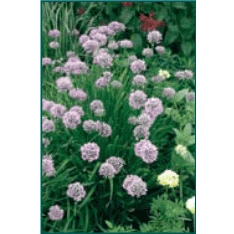 Bay Gardens NY Allium Tanguticum 'Summer Beauty' Deer Resistant Plants 6 Bay Gardens NY Allium Tanguticum 'Summer Beauty' Deer Resistant Plants