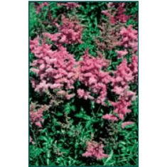Bay Gardens NY Astilbe X Arendsii 'Rheinland' Perennials