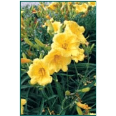 Bay Gardens Perennials Daylily Hemerocallis X 'Stella De Oro' 5 Bay Gardens Perennials Daylily Hemerocallis X 'Stella De Oro'