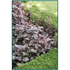Bay Gardens NY Heuchera 'Palace Purple' 5 Bay Gardens NY Heuchera 'Palace Purple'