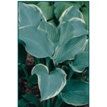 Bay Gardens NY Perennials Hosta 'Regal Splendor'