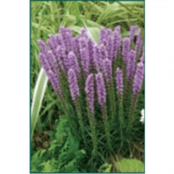 Bay Gardens NY Deer Resistant Plants Liatris Spicata - Purple Gayfeather