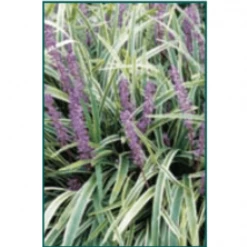 Bay Gardens NY Perennials Liriope Muscari 'Variegata' - Variegated Lily Turf