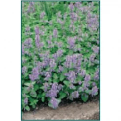 Bay Gardens NY Nepeta Racemosa 'Blue Wonder' - Flowering Catmint Deer Resistant Plants