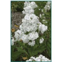 Bay Gardens NY Phlox Paniculata 'David' 5 Bay Gardens NY Phlox Paniculata 'David'