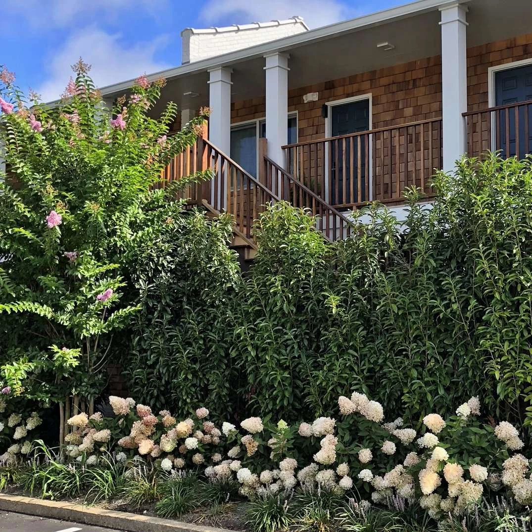 Bay Gardens Laurel 'Mariblon' 6 Bay Gardens Laurel 'Mariblon'