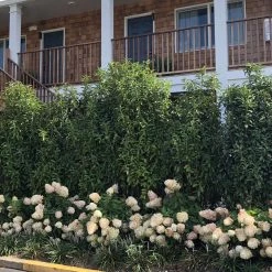 Bay Gardens Laurel 'Mariblon' 18 Bay Gardens Laurel 'Mariblon'