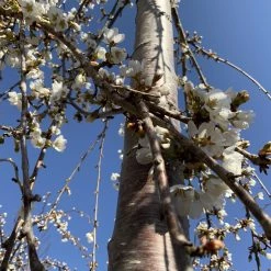 Johnson Farms Shade & Flowering Trees Cherry Weeping 'Snow Fountain'
