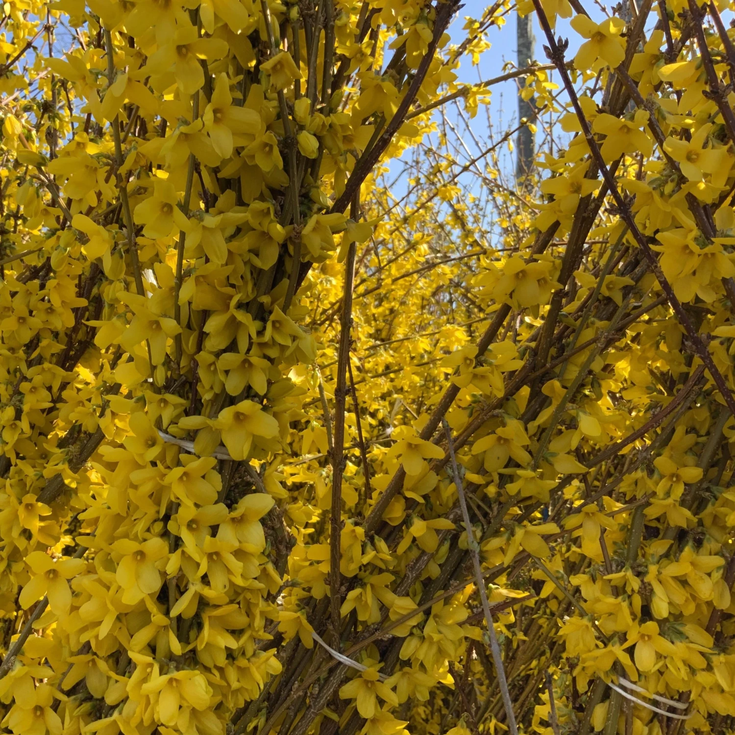 Bay Gardens NY Forsythia Deer Resistant Plants 10 Bay Gardens NY Forsythia Deer Resistant Plants