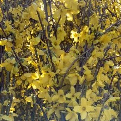 Bay Gardens NY Forsythia Deer Resistant Plants 16 Bay Gardens NY Forsythia Deer Resistant Plants