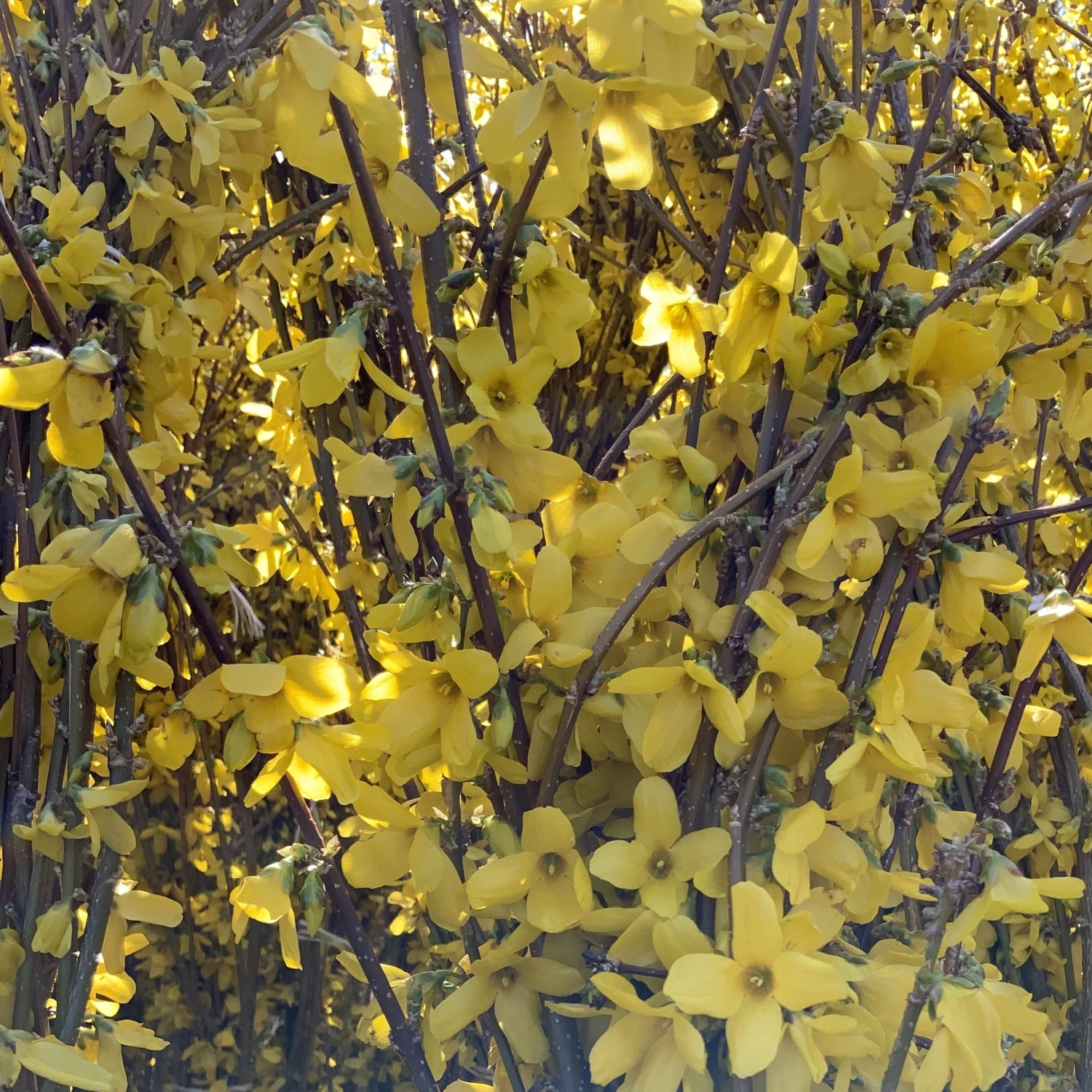 Bay Gardens NY Forsythia Deer Resistant Plants 9 Bay Gardens NY Forsythia Deer Resistant Plants
