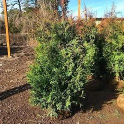 Bay Gardens NY Arborvitae 'Green Giant' Privacy Plants