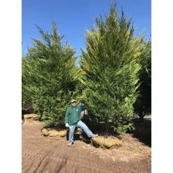 Bay Gardens NY Privacy Plants Leyland Cypress