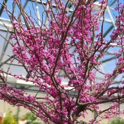 Bay Gardens NY Redbud 'Forest Pansy'