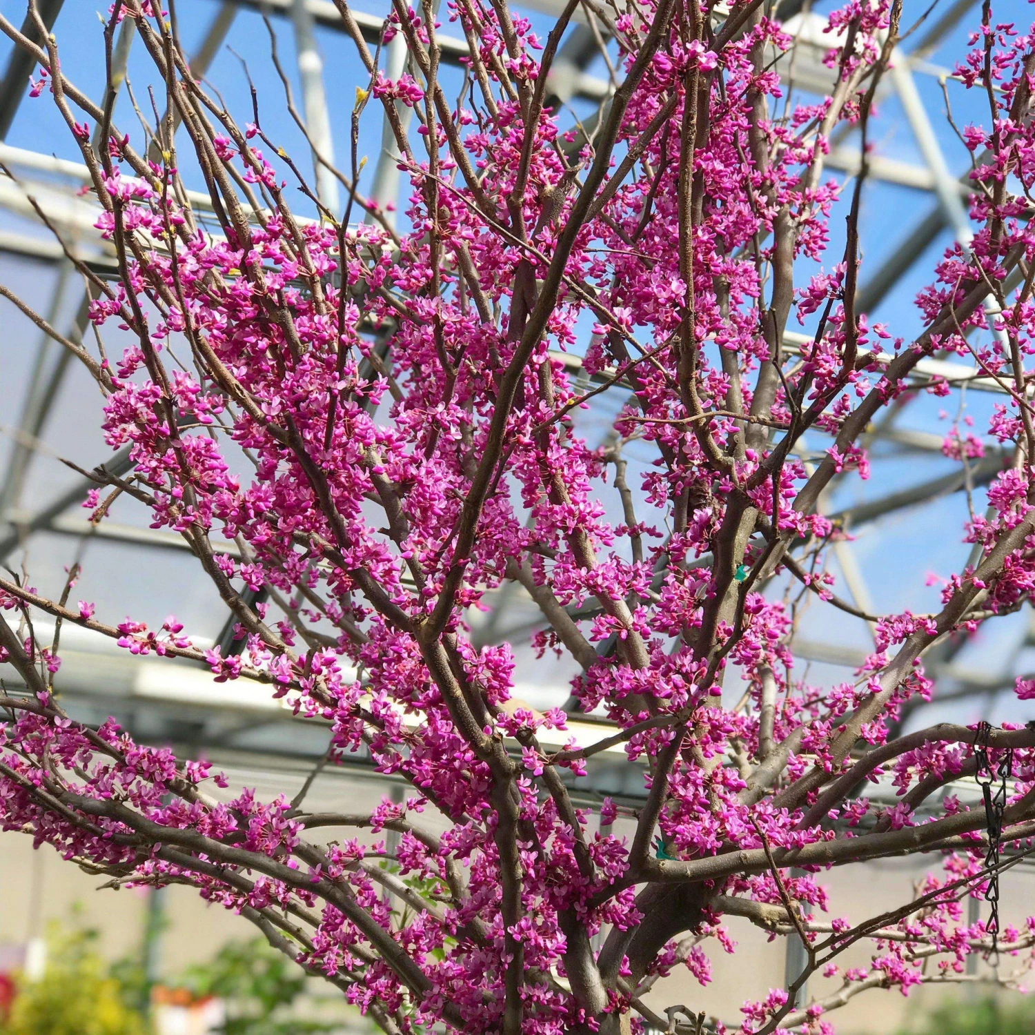 Bay Gardens NY Redbud 'Rising Sun' 4 Bay Gardens NY Redbud 'Rising Sun'