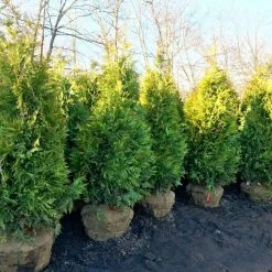 Bay Gardens NY Arborvitae 'Green Giant' Privacy Plants