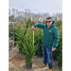 Bay Gardens NY Privacy Plants Leyland Cypress