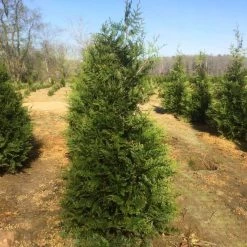 Bay Gardens NY Arborvitae 'Green Giant' Privacy Plants