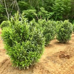 Bay Gardens NY Privacy Plants Laurel 'Skip'