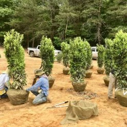 Bay Gardens NY Privacy Plants Laurel 'Skip'