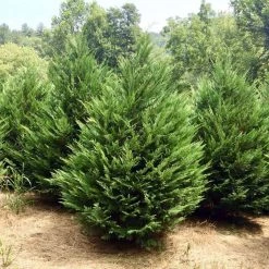 Bay Gardens NY Privacy Plants Leyland Cypress
