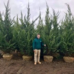 Bay Gardens Juniper 'Hetzi Columnaris'
