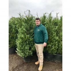 Bay Gardens NY Privacy Plants Leyland Cypress