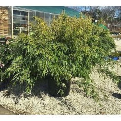 Bay Gardens Evergreen Shrubs Bamboo Clumbing Fargesia Rufa