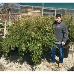 Bay Gardens Evergreen Shrubs Bamboo Clumbing Fargesia Rufa